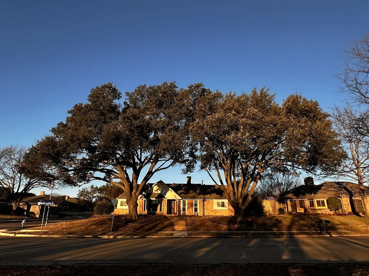 Established residential canopy tree shading a home in Connoquenessing